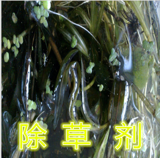 QL-610*滅藻劑 水塘湖泊除草劑